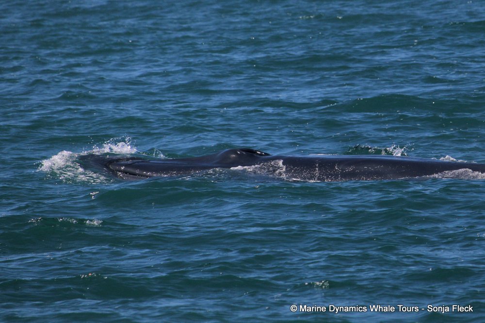 bryde's whale, whale watching, gansbaai, south africa,