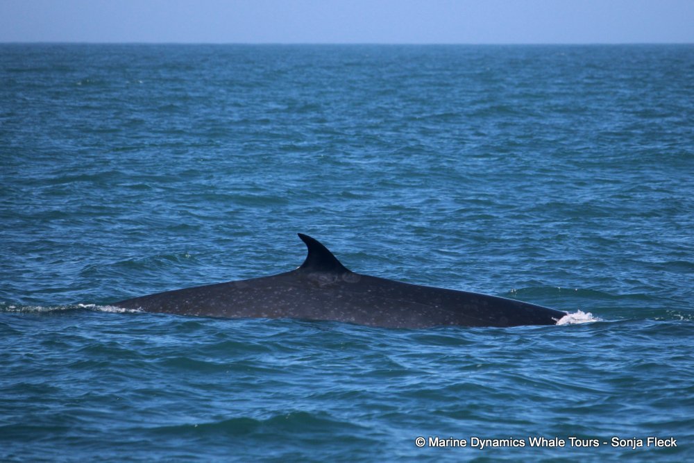 bryde's whale, whale watching, gansbaai, south africa,