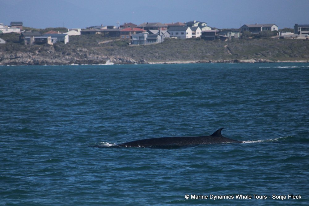 bryde's whale, whale watching, gansbaai, south africa,