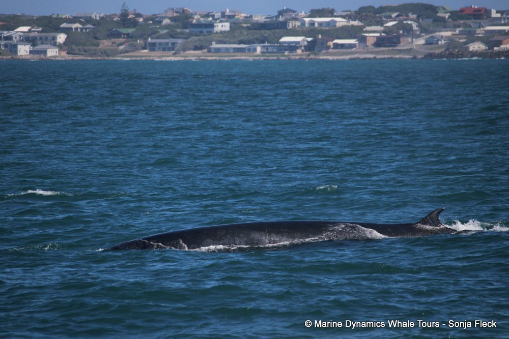 bryde's whale, whale watching, gansbaai, south africa,