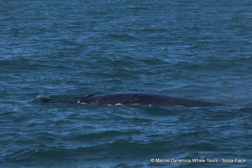 bryde's whale, whale watching, gansbaai, south africa,