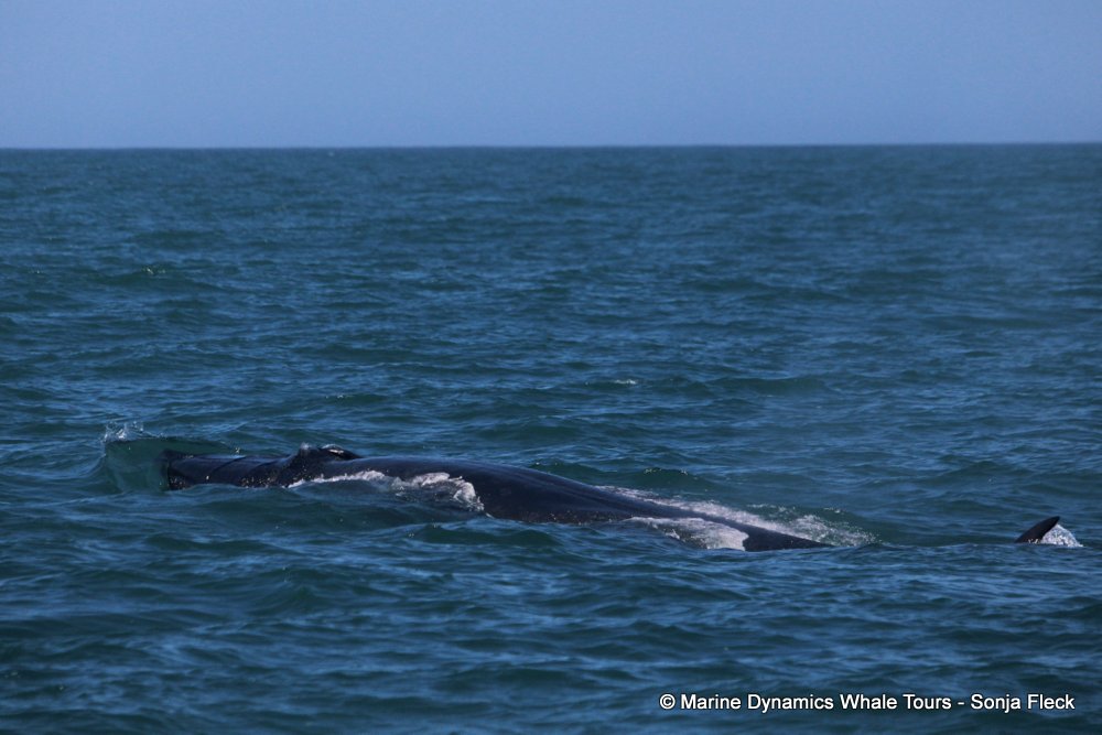 bryde's whale, whale watching, gansbaai, south africa,