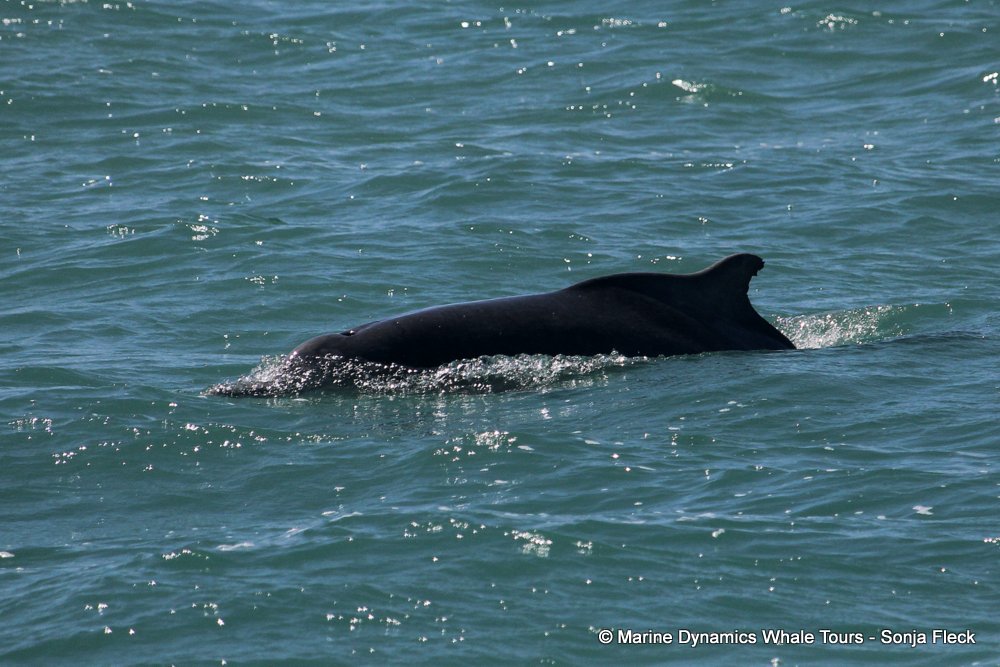 humpback whale, whale watching, gansbaai, south africa