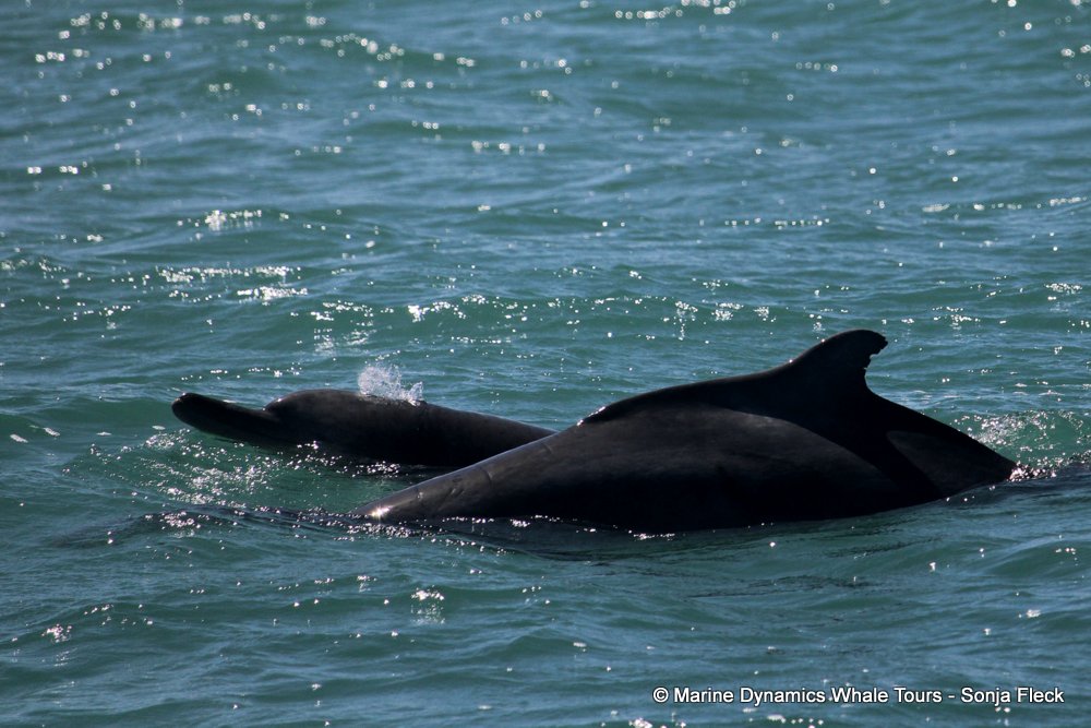 humpback whale, whale watching, gansbaai, south africa