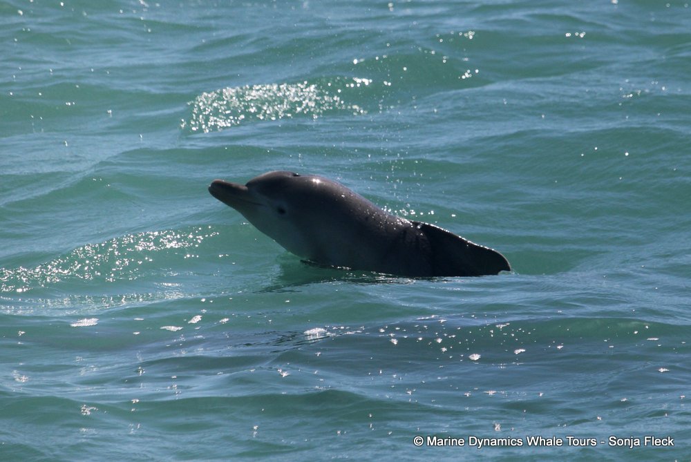 humpback whale, whale watching, gansbaai, south africa