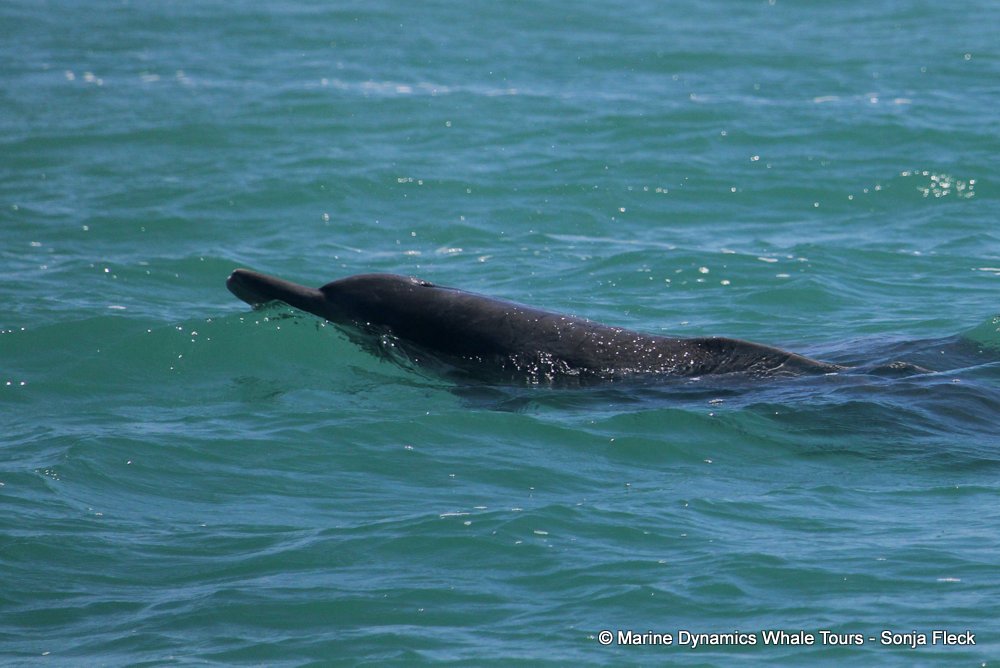 humpback whale, whale watching, gansbaai, south africa