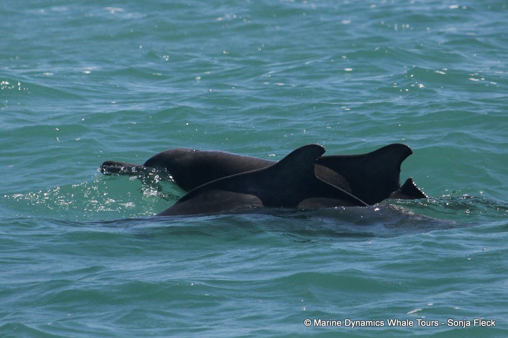 humpback whale, whale watching, gansbaai, south africa