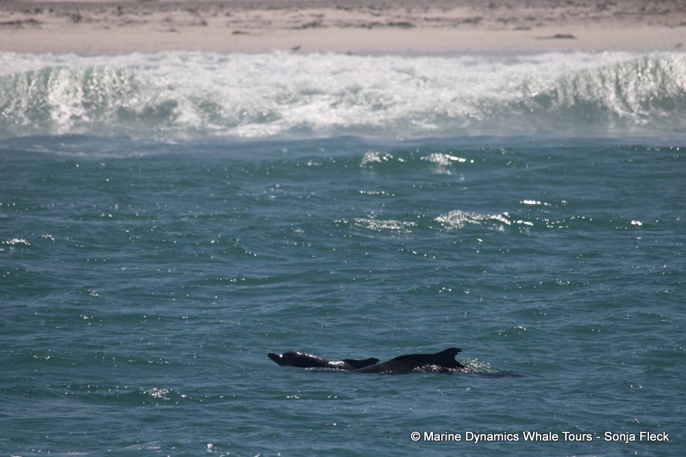 humpback whale, whale watching, gansbaai, south africa