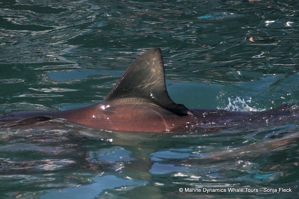 bronze whaler shark, whale watching, gansbaai, south africa,