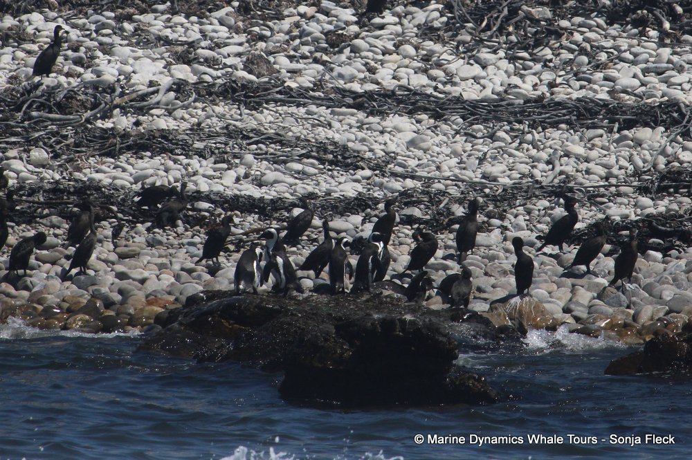 african penguin, whale watching, gansbaai, south africa