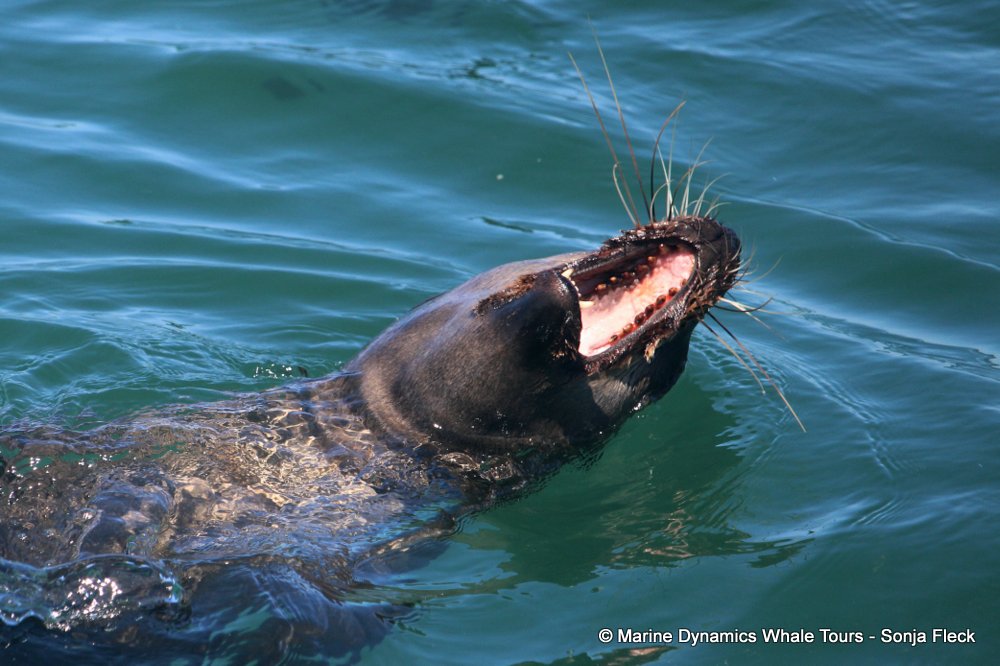 cape fur seal, whale watching, gansbaai, south africa