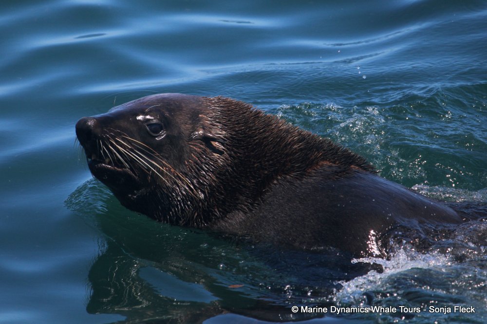 cape fur seal, whale watching, gansbaai, south africa