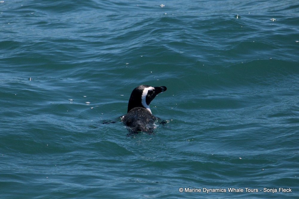 african penguin, whale watching, gansbaai, south africa