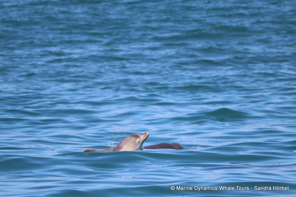 dolphin, whale watching, gansbaai, south africa,