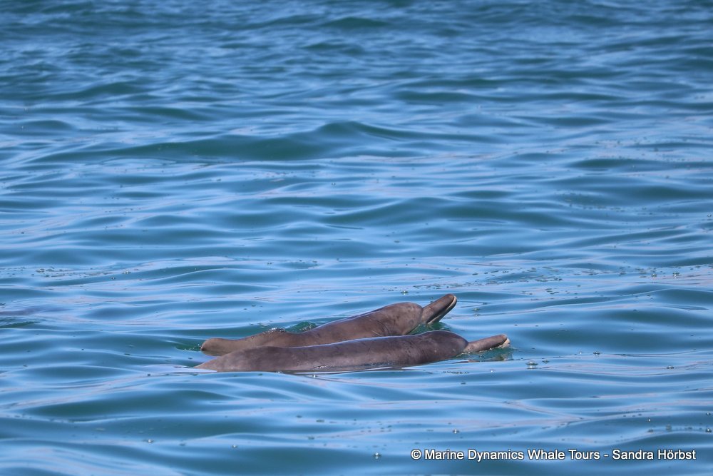 dolphin, whale watching, gansbaai, south africa,