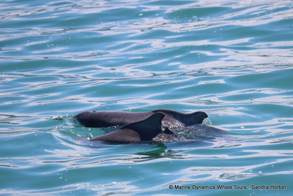 dolphin, whale watching, gansbaai, south africa,