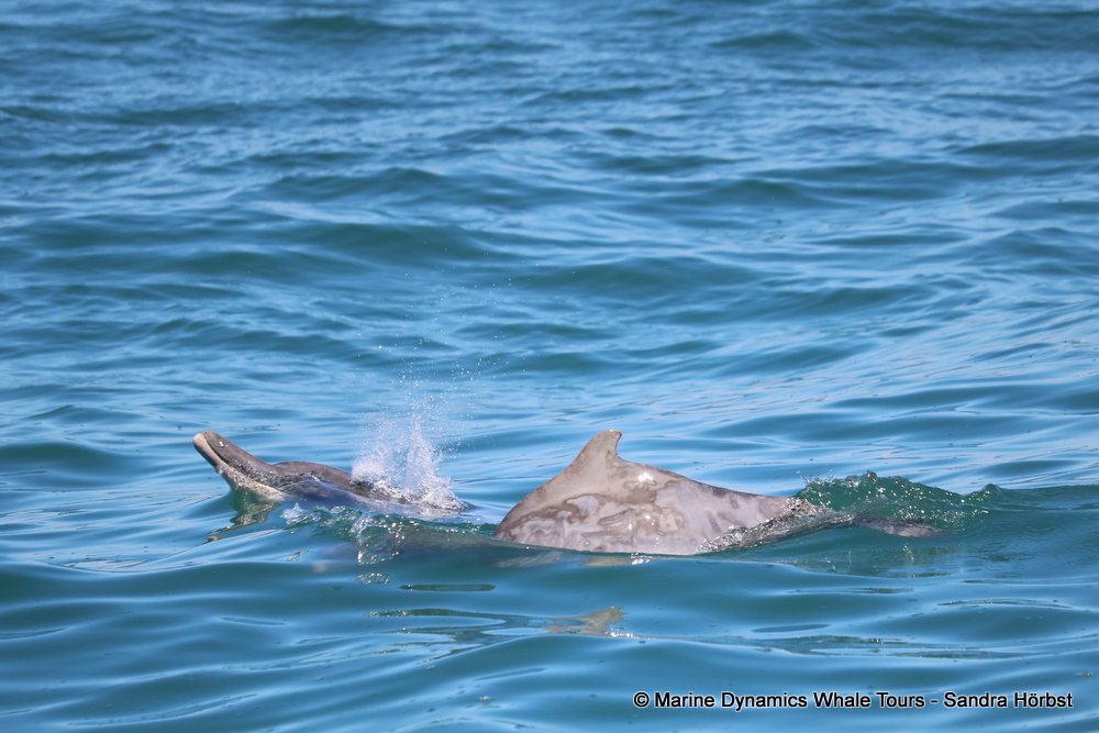dolphin, whale watching, gansbaai, south africa,