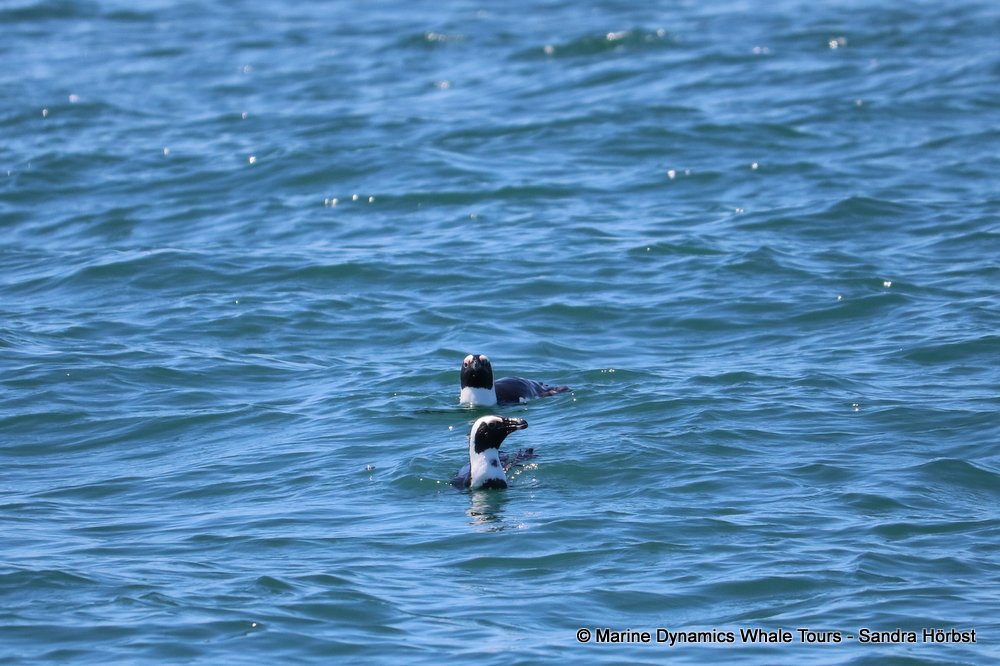 penguins, whale watching, gansbaai, south africa,