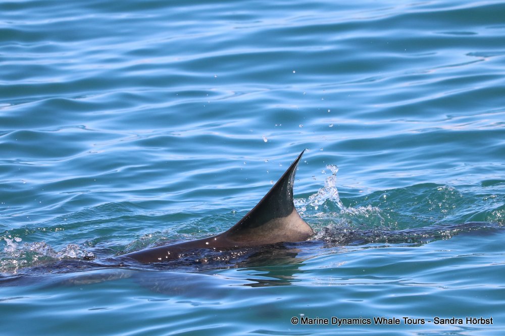 shark dorsal fin, whale watching, gansbaai, south africa,