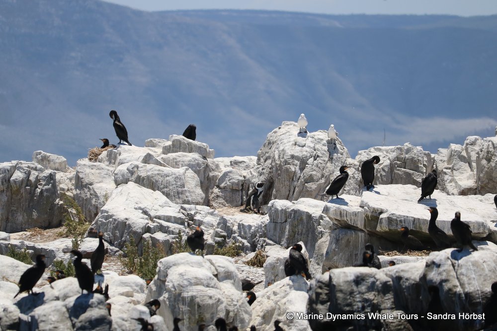 dyer island, whale watching, gansbaai, south africa,