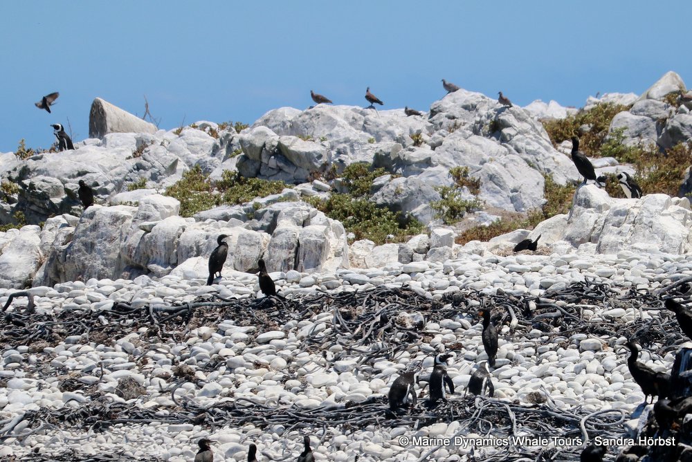 dyer island, whale watching, gansbaai, south africa,