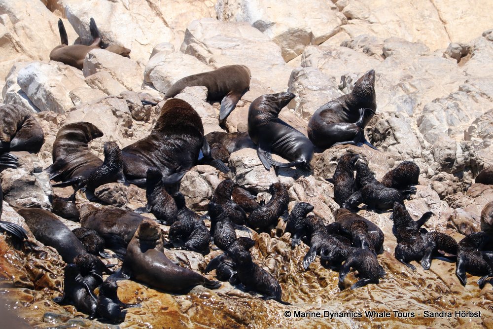 cape fur seal colony, whale watching, gansbaai, south africa,