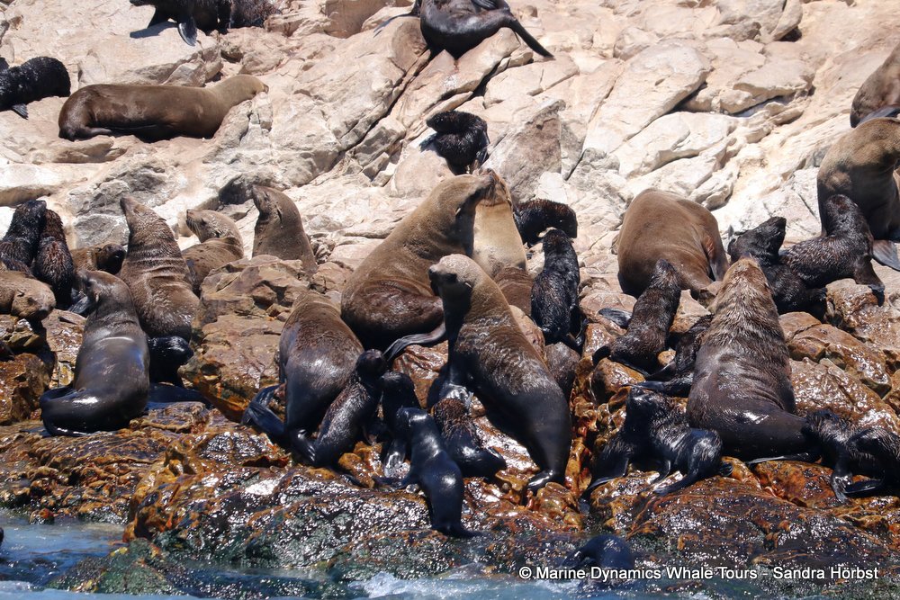 cape fur seal, whale watching, gansbaai, south africa