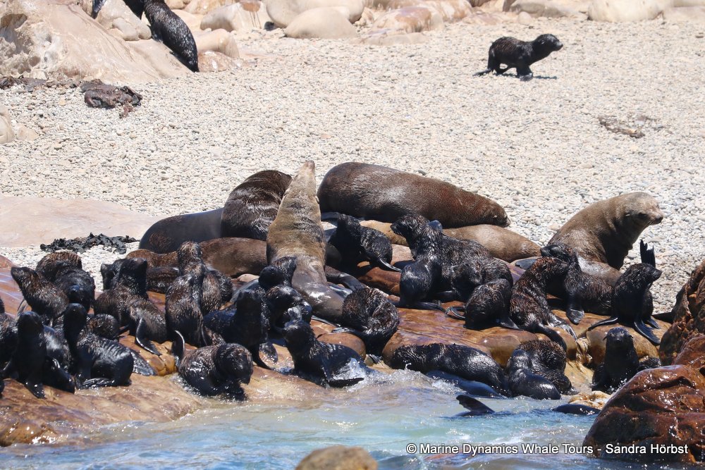 cape fur seal, whale watching, gansbaai, south africa