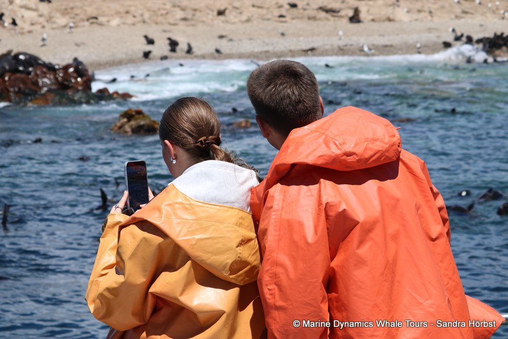 people, whale watching, gansbaai, south africa