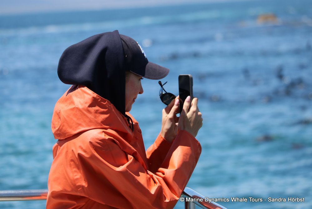 people, whale watching, gansbaai, south africa