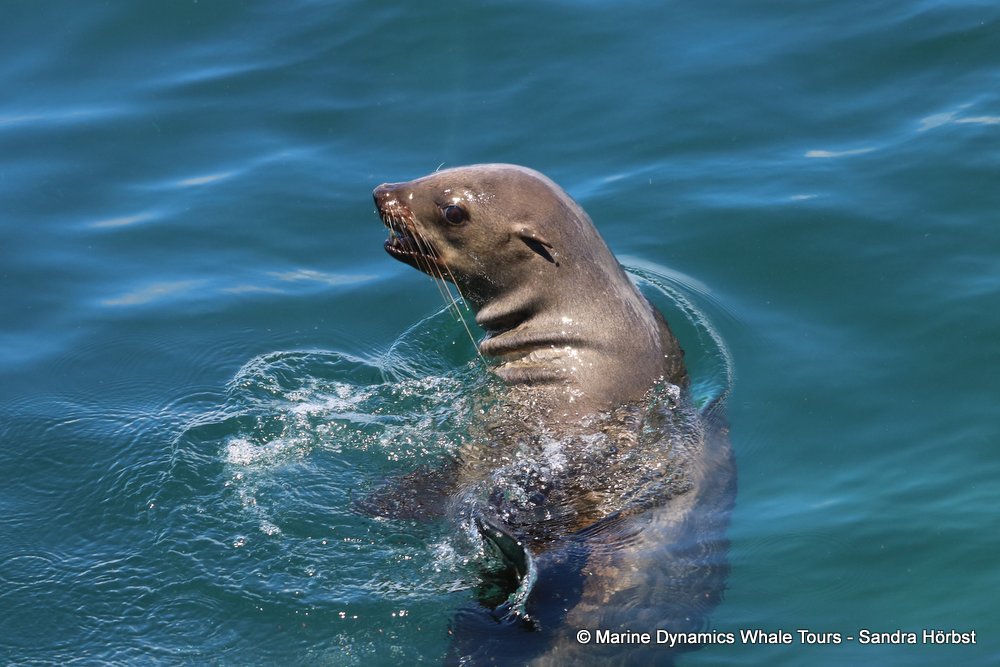 cape fur seal, whale watching, gansbaai, south africa