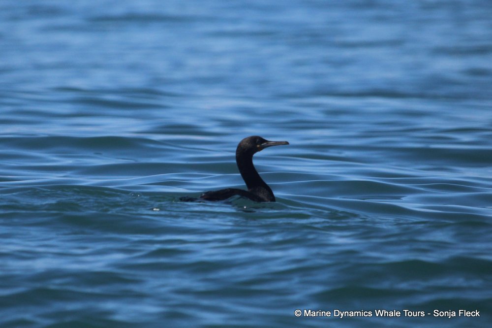 cape cormorants, whale watching, gansbaai, south africa