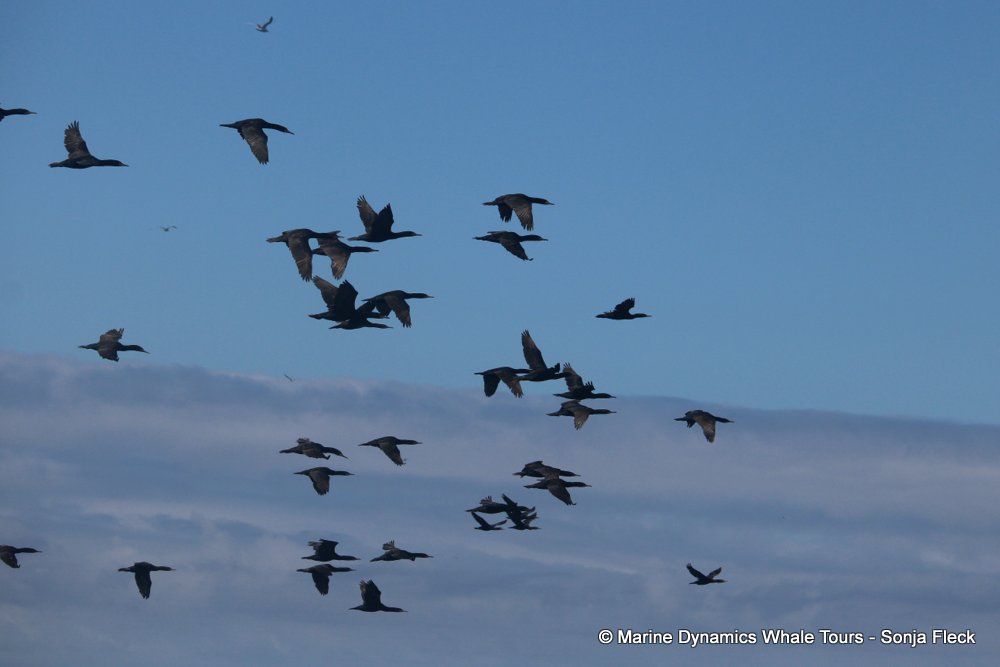 cape cormorants, whale watching, gansbaai, south africa