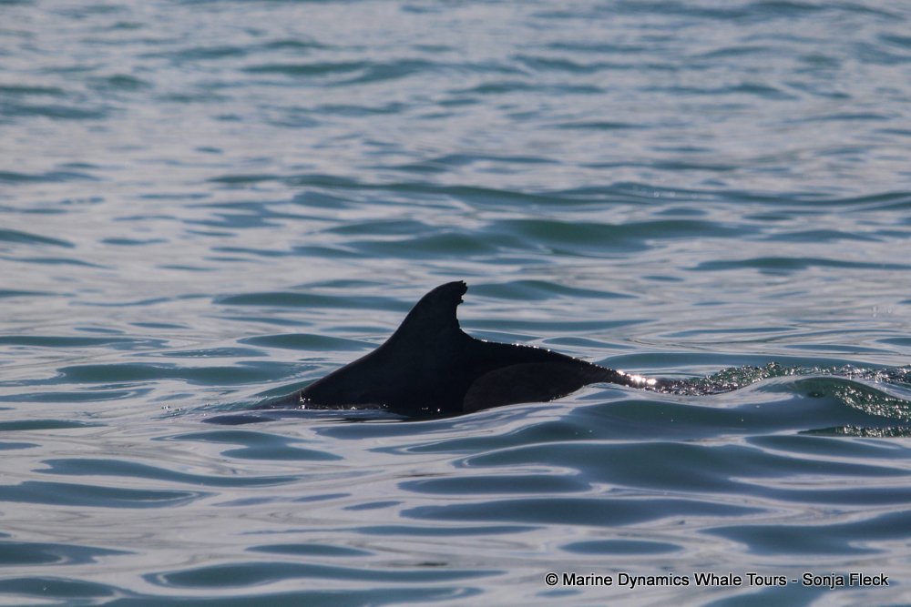 humpback dolphin, whale watching, gansbaai, south africa