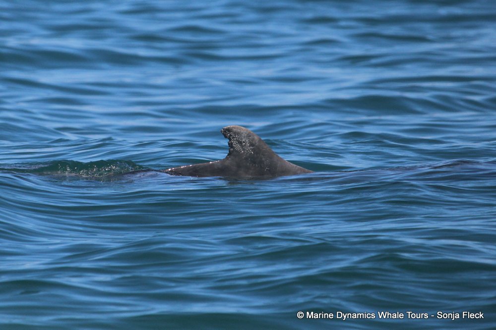 humpback dolphin, whale watching, gansbaai, south africa