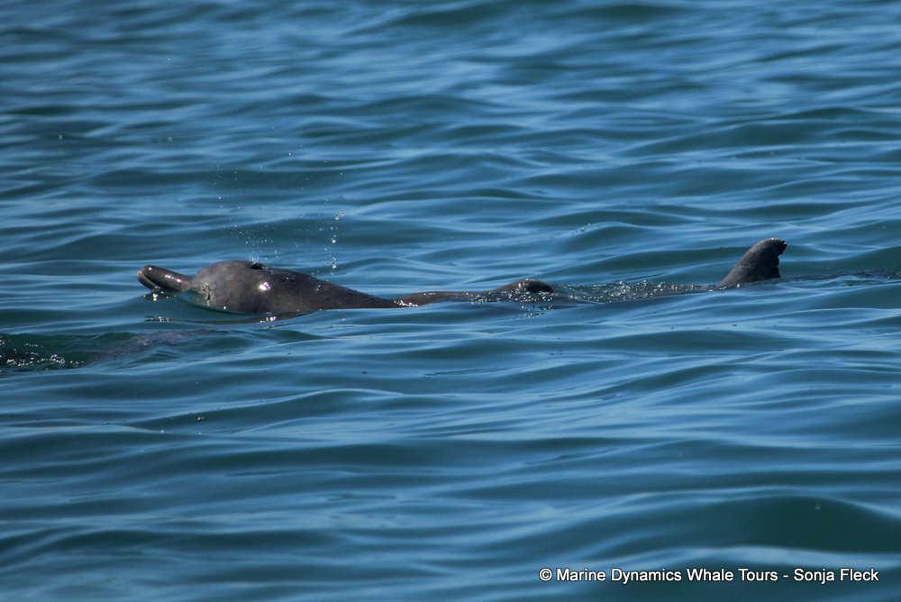 humpback dolphin, whale watching, gansbaai, south africa