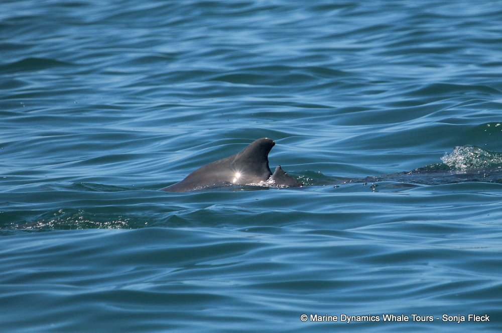 humpback dolphin, whale watching, gansbaai, south africa