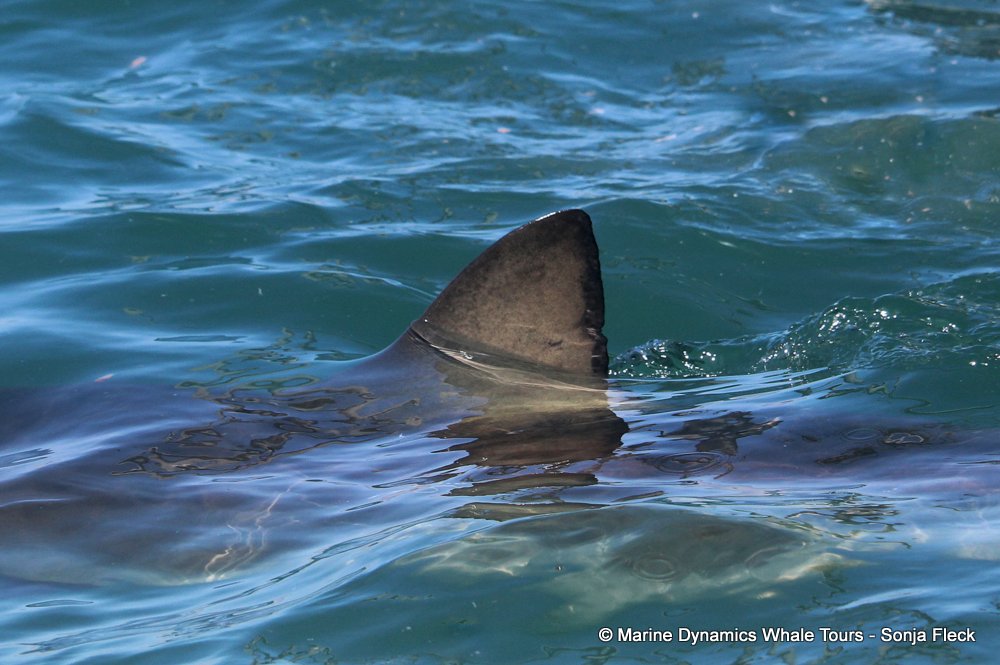 bronze whaler shark, whale watching, gansbaai, south africa,