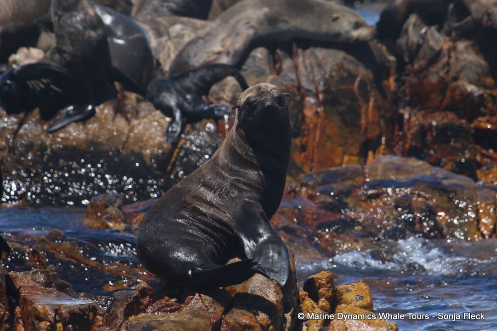 cape fur seal, whale watching, gansbaai, south africa