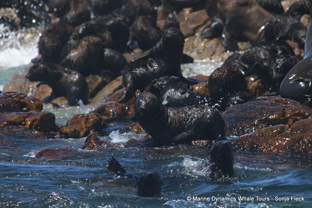 cape fur seal, whale watching, gansbaai, south africa