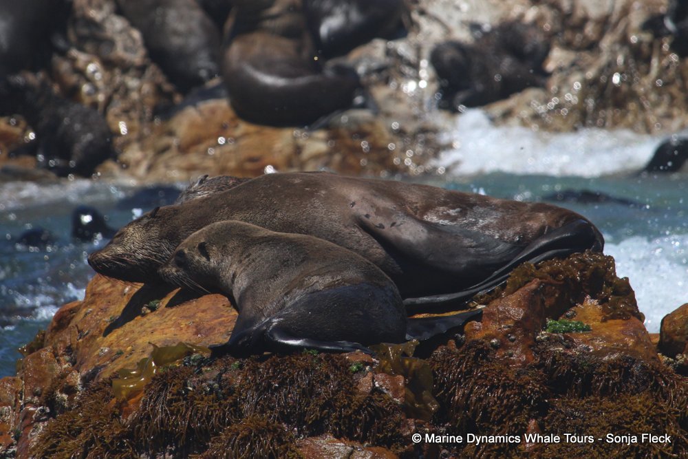 cape fur seal, whale watching, gansbaai, south africa