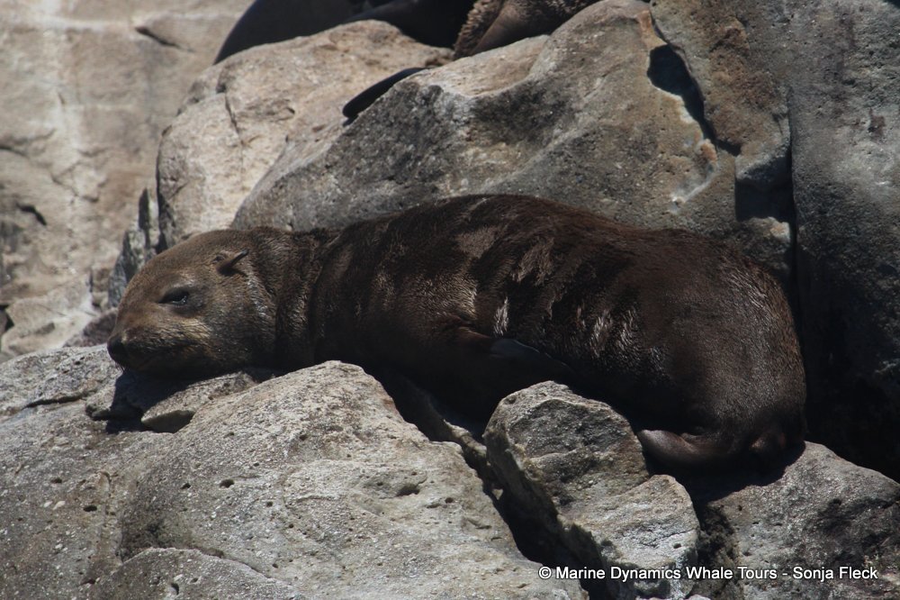 cape fur seal, whale watching, gansbaai, south africa