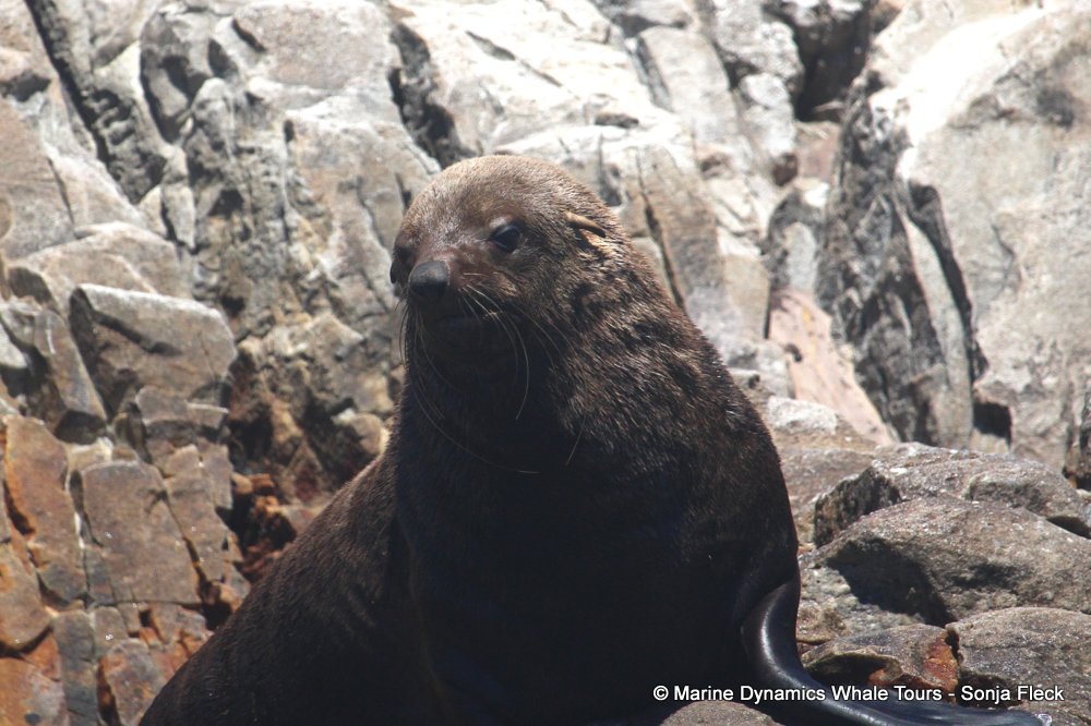 cape fur seal, whale watching, gansbaai, south africa