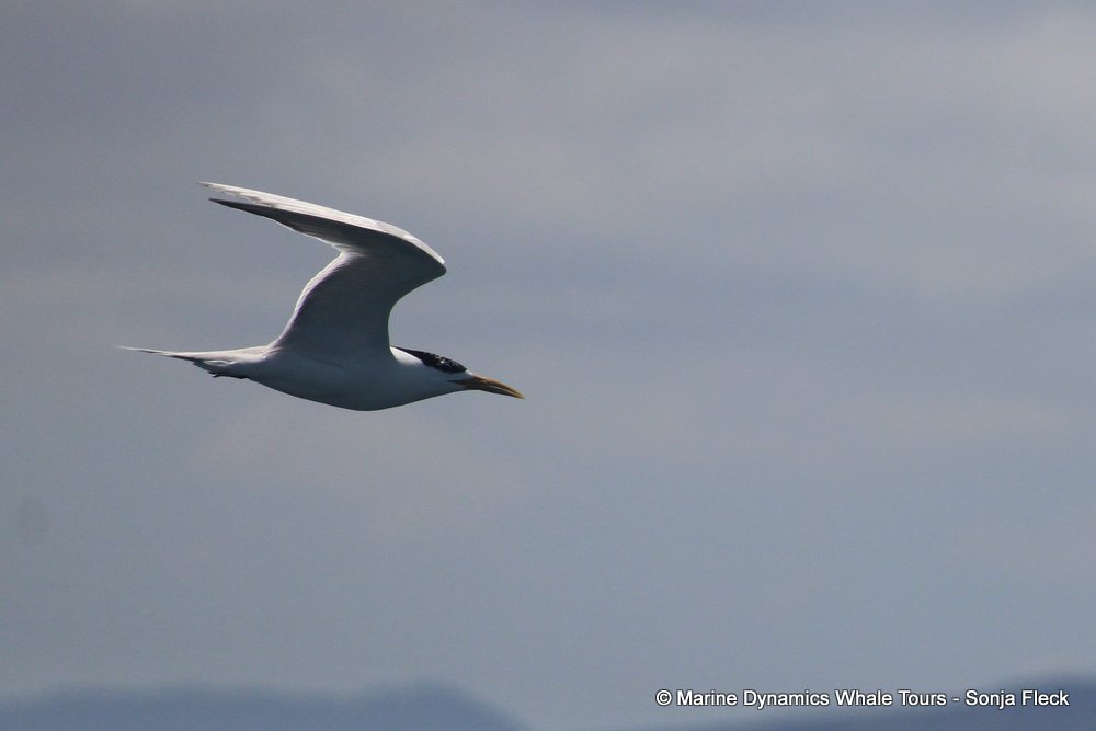 tern, whale watching, gansbaai, south africa,