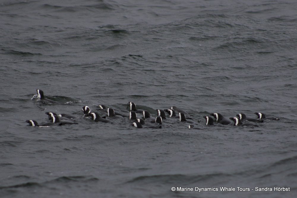 penguins, whale watching, gansbaai, south africa,
