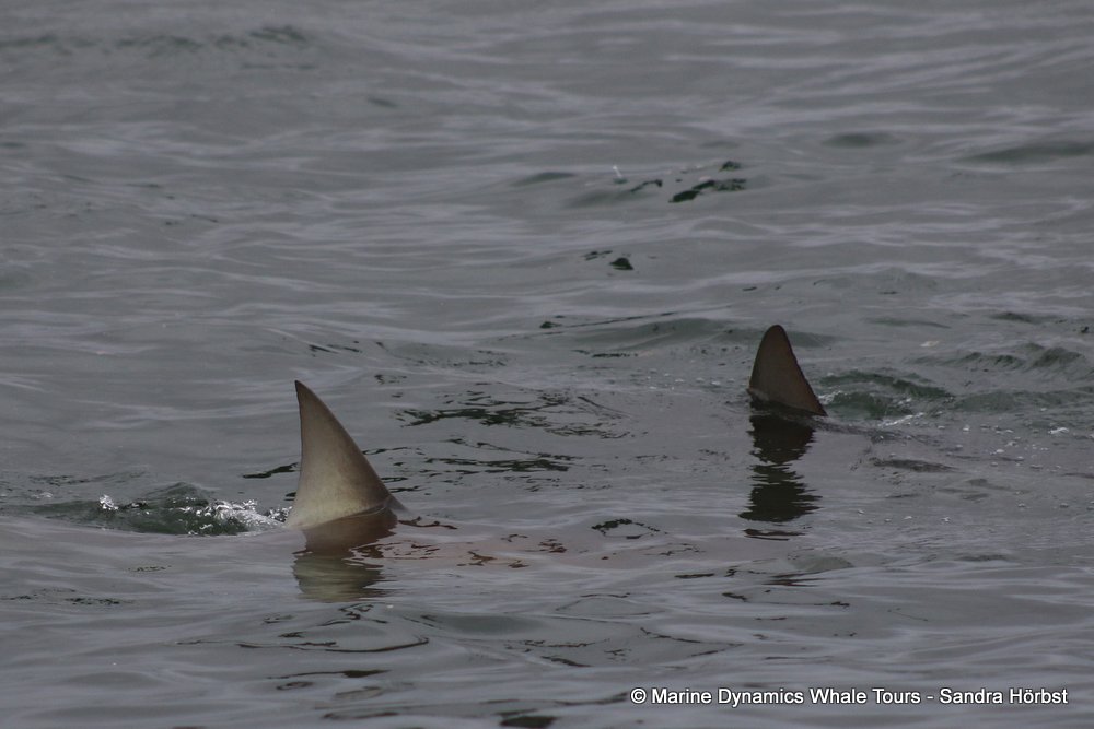 bronze whaler shark, whale watching, gansbaai, south africa,