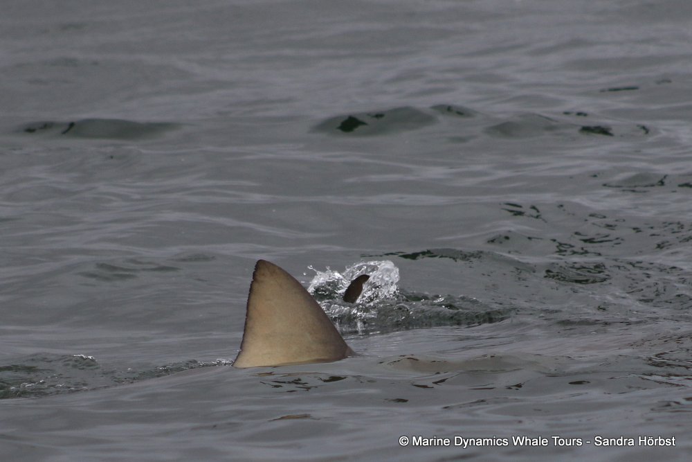 bronze whaler shark, whale watching, gansbaai, south africa,