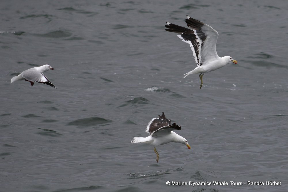gull, whale watching, gansbaai, south africa,