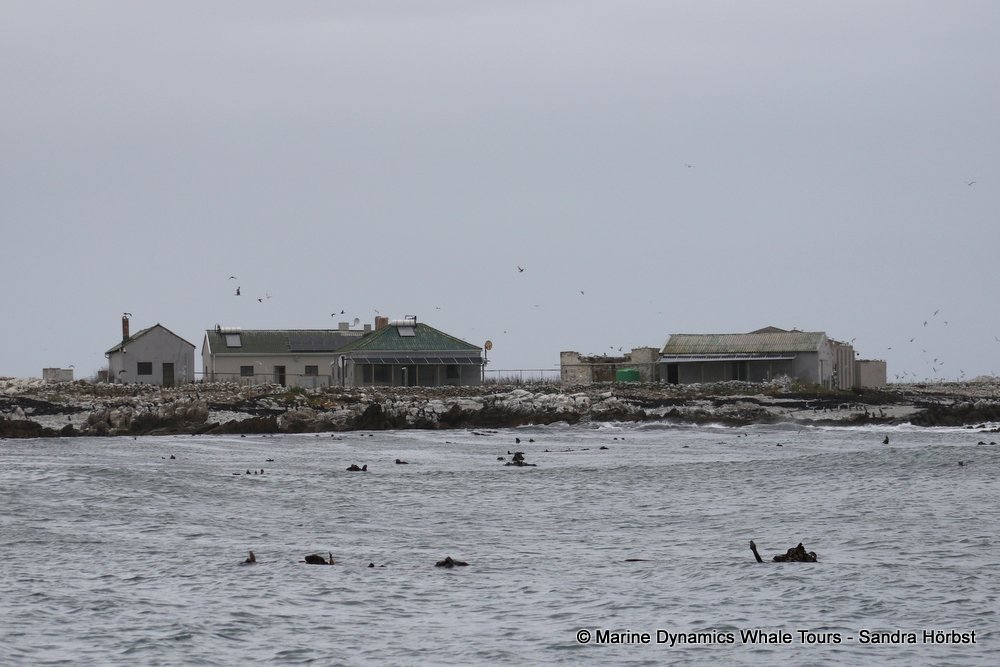 dyer island, whale watching, gansbaai, south africa,
