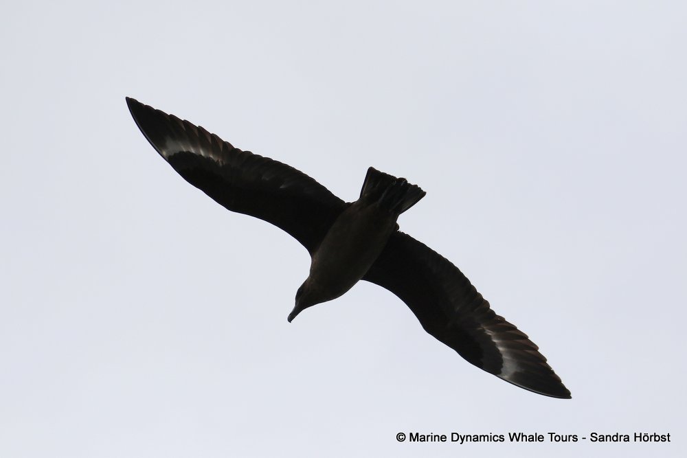 Marine Big 5 Daily Blog 12 February